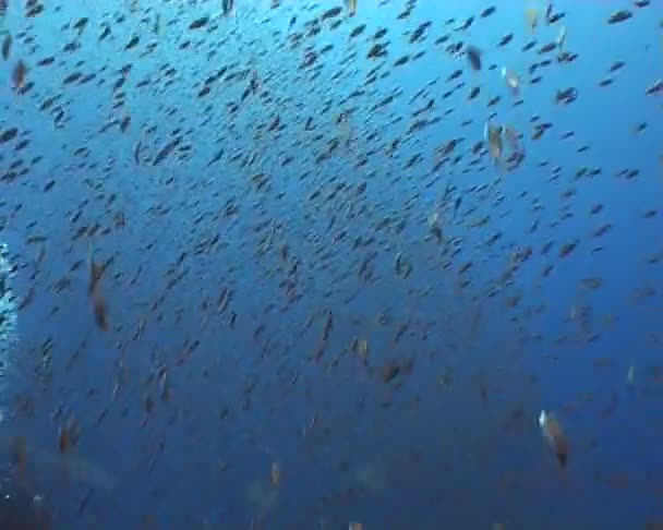 Buceo video submarino — Vídeos de Stock