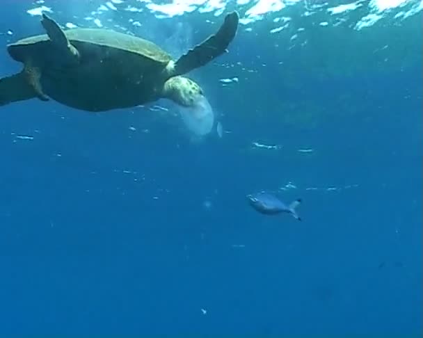 Turtle underwater diving video — Stock Video