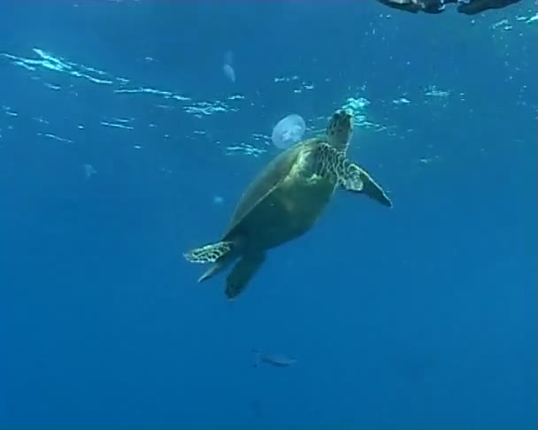 Schildkröte Unterwassertauchvideo — Stockvideo