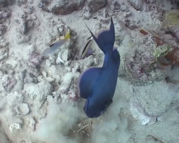 Video de buceo submarino — Vídeo de stock