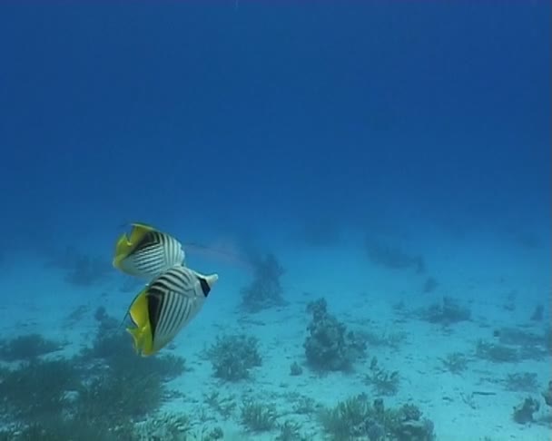 Podwodna nurkowanie Medusy wideo — Wideo stockowe