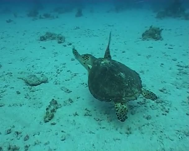 Видео подводного плавания морской черепахи — стоковое видео