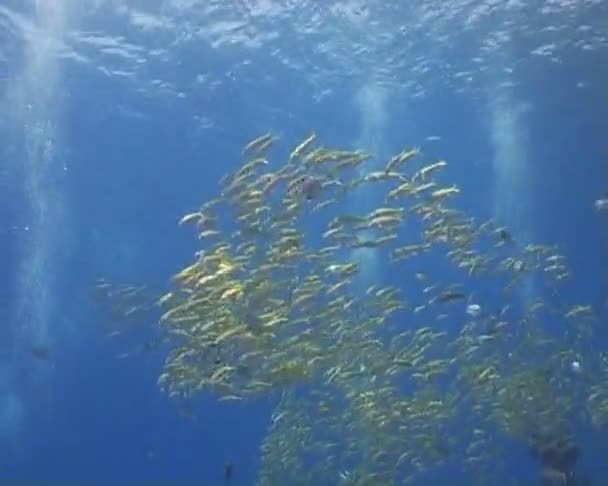 Видео подводного плавания — стоковое видео