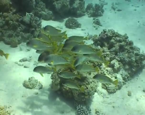 Poisson sous-marin vidéo de plongée — Video