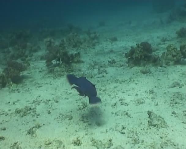 물고기 수 중 다이빙 비디오 — 비디오