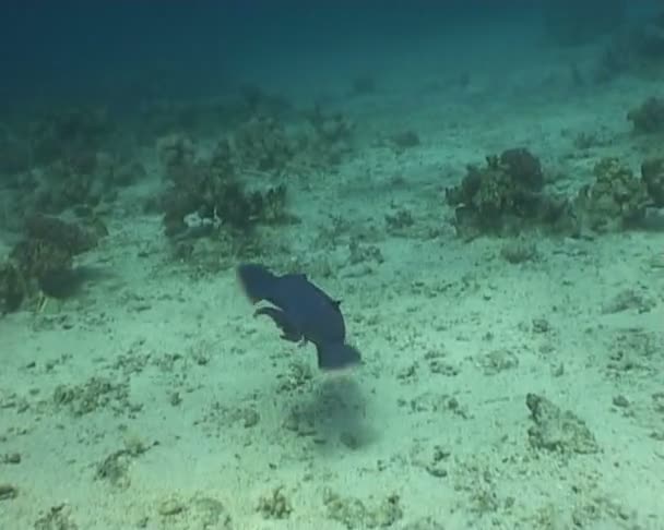 Peixe vídeo de mergulho subaquático — Vídeo de Stock