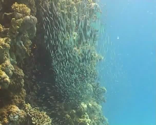 Video de buceo submarino de peces — Vídeos de Stock