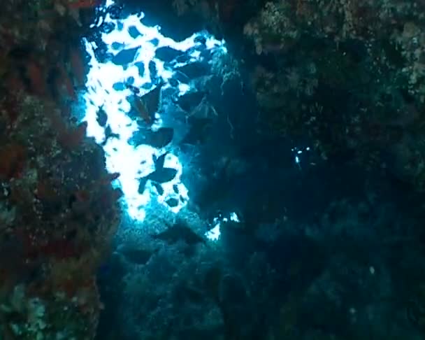 Видео подводного плавания — стоковое видео