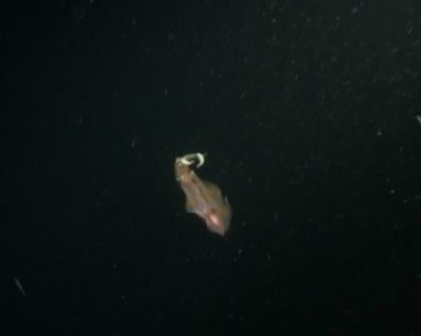 kalamar dalış sualtı video