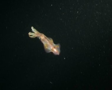 kalamar dalış sualtı video