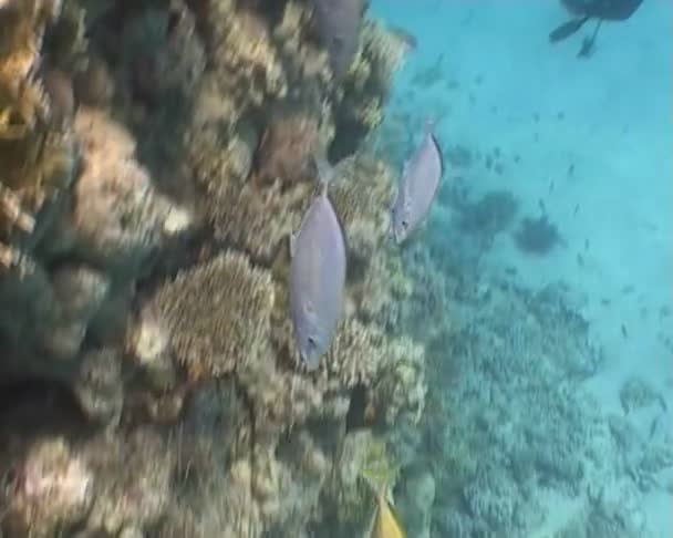 Poisson sous-marin vidéo de plongée — Video