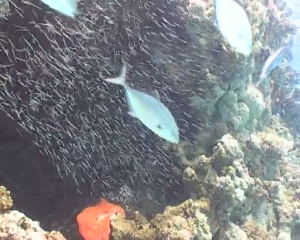 魚の水中ダイビング ビデオ — ストック動画