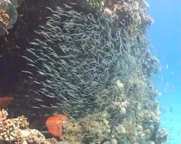 Fish underwater diving video — Stock Video