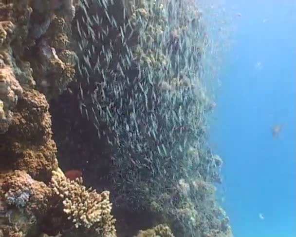 Ryby, potápění pod vodou video — Stock video