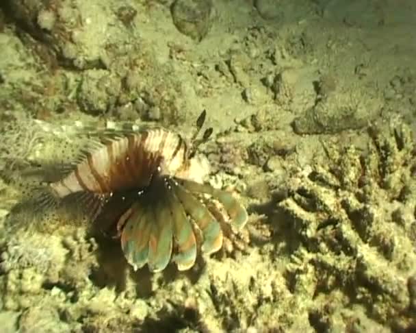 León de peces submarinos video de buceo — Vídeo de stock