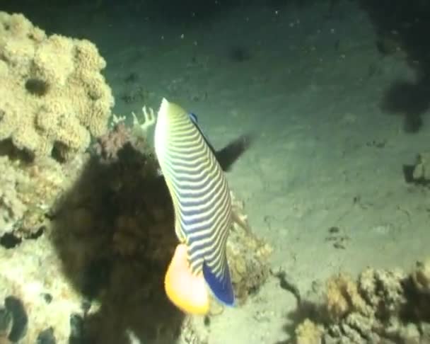 Риба підводне пірнання відео — стокове відео