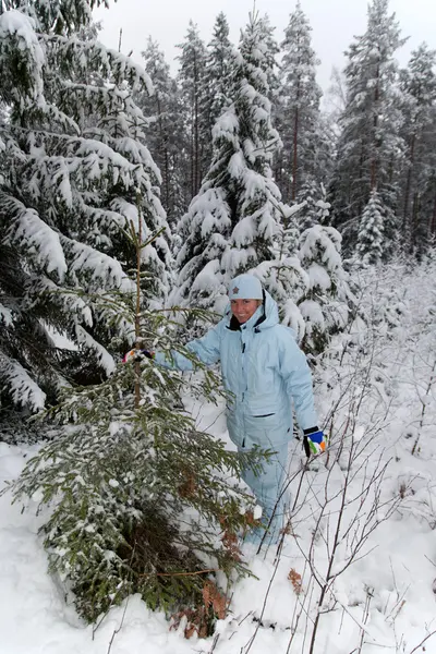 Girl snow fir spruce — Stock Photo, Image