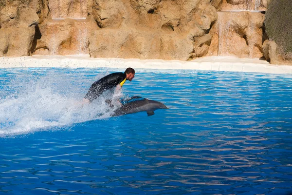 Dolphin Show — Stock Photo, Image