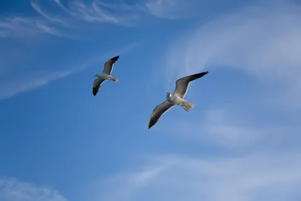 海鸥 — 图库照片