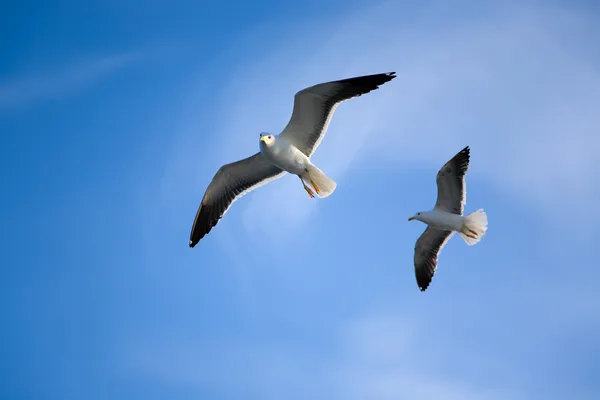 Sea Meeuwen — Stockfoto