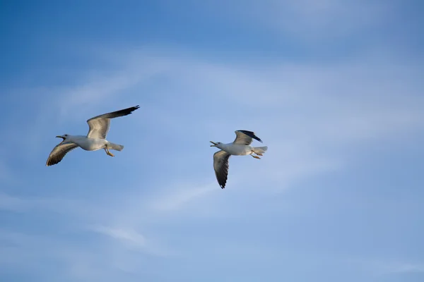 Sea Meeuwen — Stockfoto