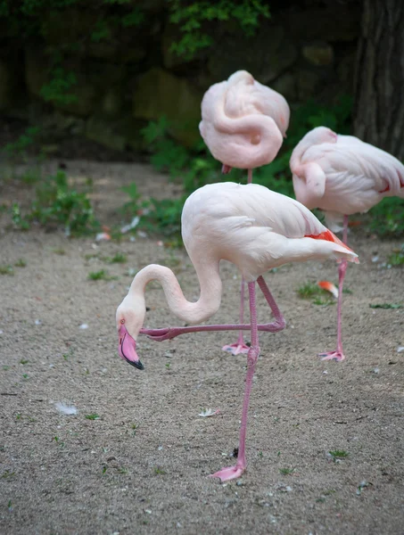 Flamingo — Fotografia de Stock