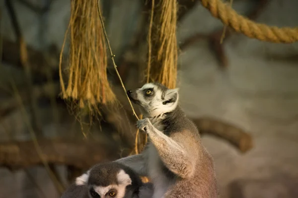 Lemur lustiges Tier — Stockfoto