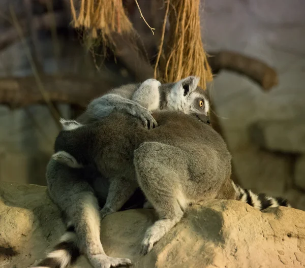 Lemur Funny Animal — Stock Photo, Image