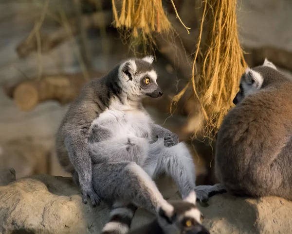 Lemur komik hayvan