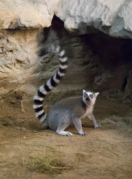 Lemur animale divertente — Foto Stock