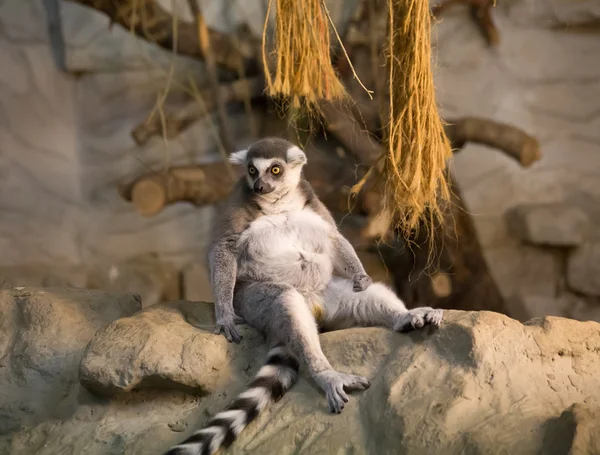 Lemur komik hayvan