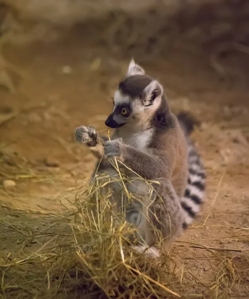 Lemur roligt djur — Stockfoto