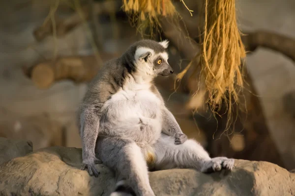 Lemur komik hayvan