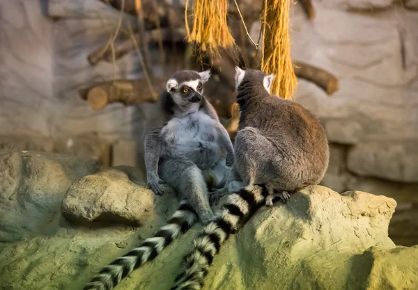 Lemur animal engraçado — Fotografia de Stock