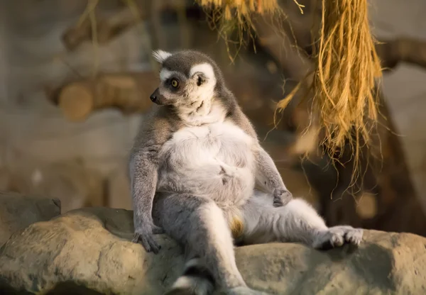 Lemur lustiges Tier Stockbild