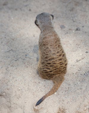 Suricat (Suricata suricatta)