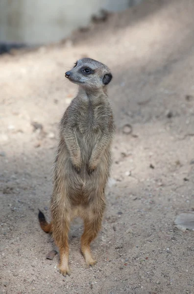 Suricat (suricata suricatta)) — Stockfoto