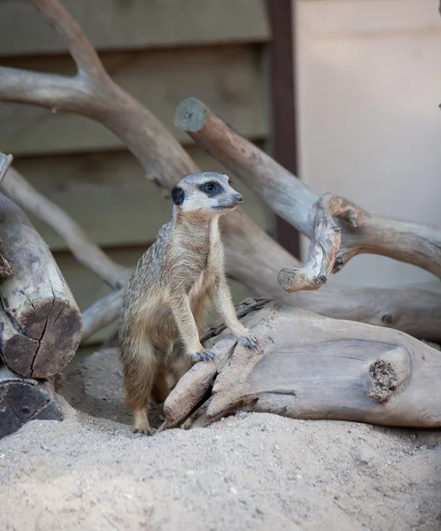 Suricat (Suricata suricatta) — Fotografia de Stock