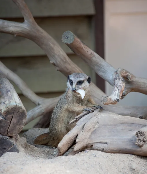 Suricat (Suricata suricatta) — Foto Stock