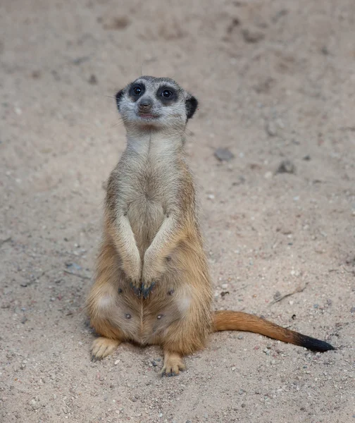 Suricat (Suricata suricatta) — Foto Stock