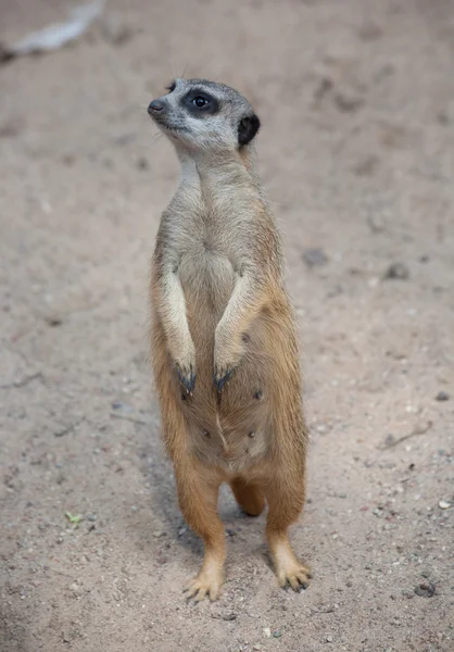 Suricat (Suricata suricatta) — Foto de Stock