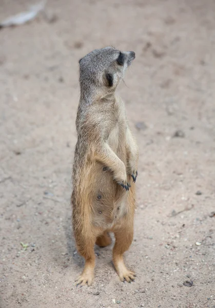 Suricat (Suricata suricatta) — Fotografia de Stock