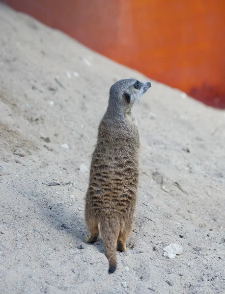 Suricat (Suricata suricatta) — Stock fotografie