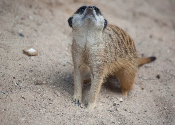 Suricat (Suricata suricatta) — Stockfoto