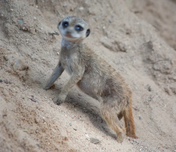 Suricat (Suricata suricatta) ) — стоковое фото