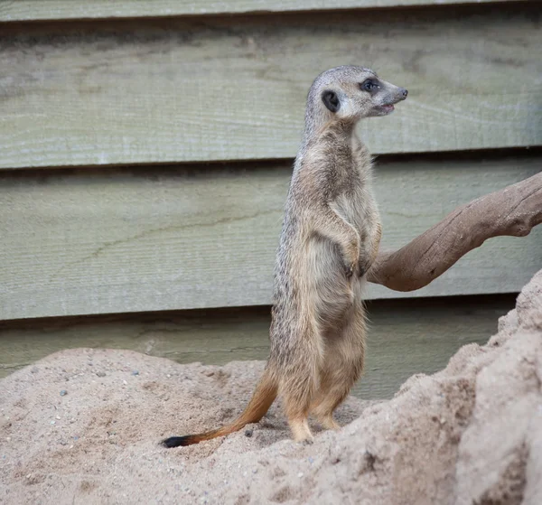 Suricat (Suricata suricatta) — Φωτογραφία Αρχείου