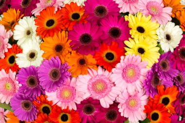 Çiçeklerin soyut arkaplanı