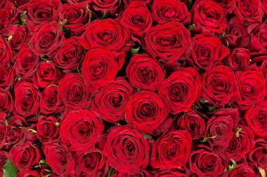 Doğal kırmızı güller arka planı