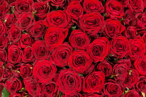 Natürliche rote Rosen Hintergrund — Stockfoto