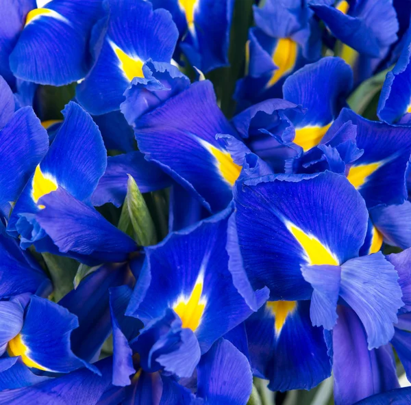 Latar belakang abstrak iris — Stok Foto